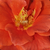Pomarańczowy - Róże rabatowe floribunda - Diamant®